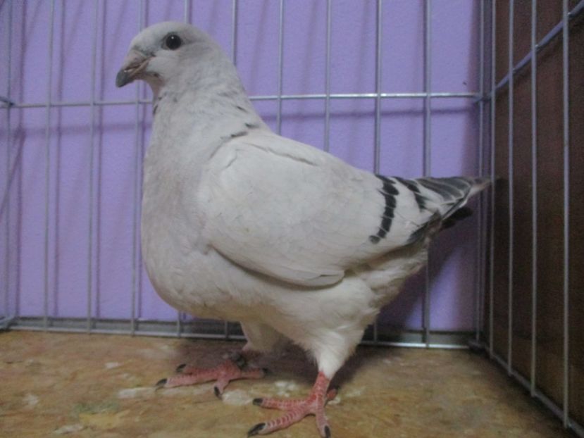 03091-20 - Tineret 2020