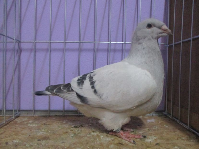 03100-20 - Tineret 2020