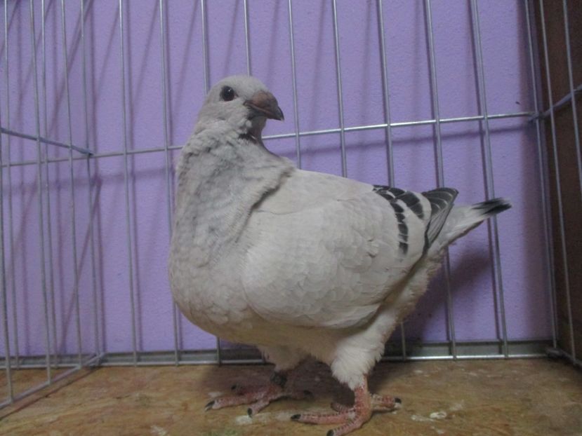 03095-20 - Tineret 2020