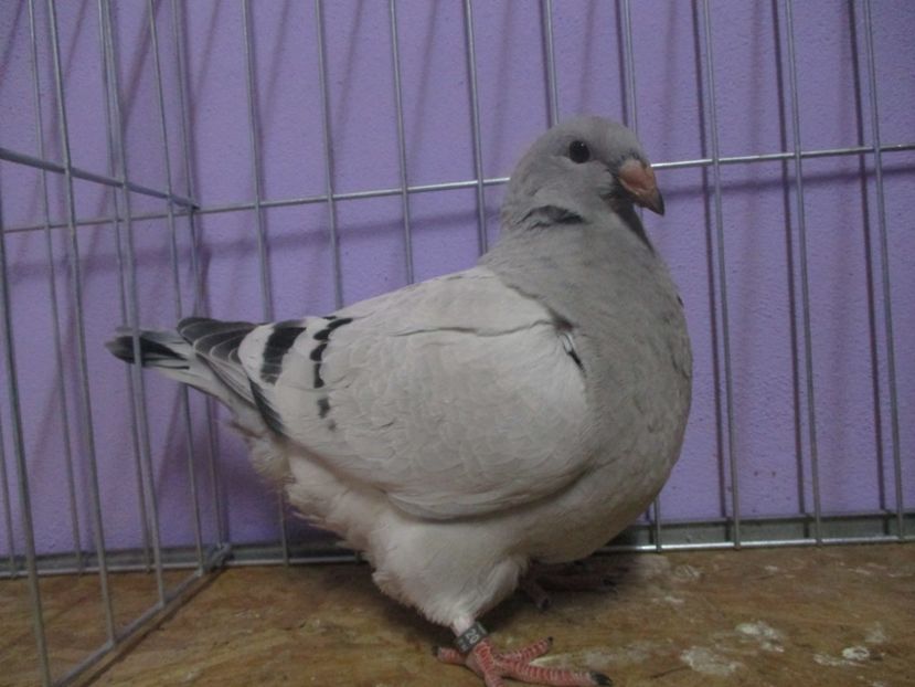 03090-20 - Tineret 2020