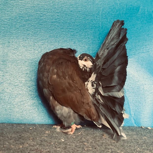 99474B6B-2084-4721-B3D8-58BA323A2F4E - Voltati disponibili