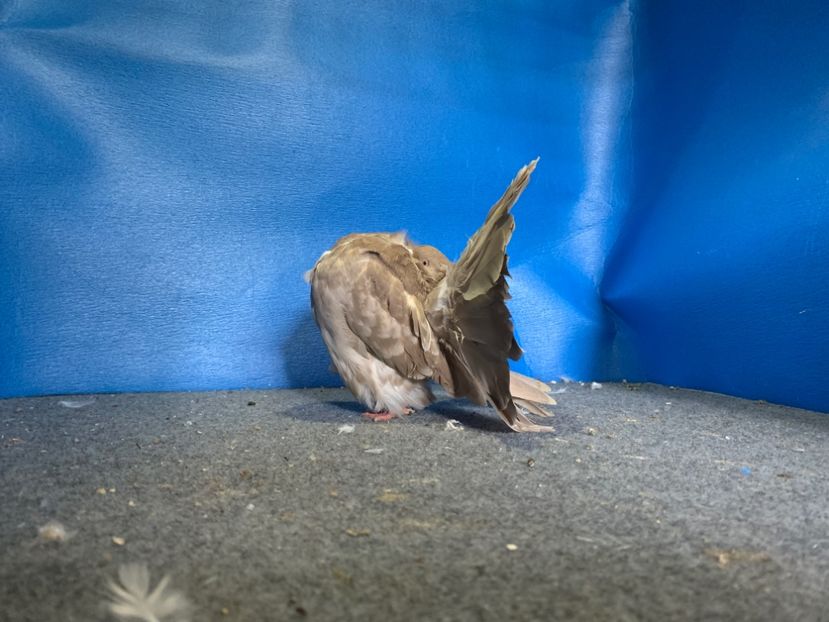 94890429-2C2C-4621-9569-F1BB29F08CF6 - Voltati disponibili