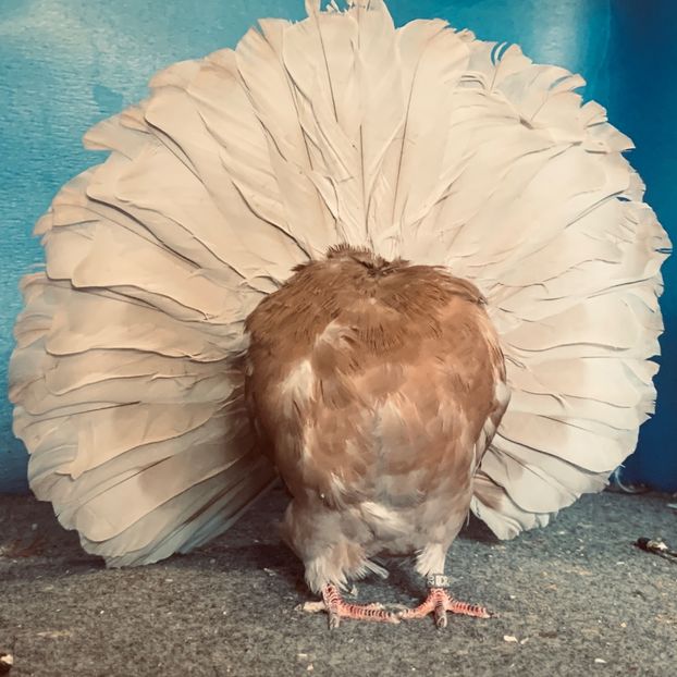 D422F361-22CE-45C5-ADA9-D0C2FBBE11A6 - Voltati disponibili