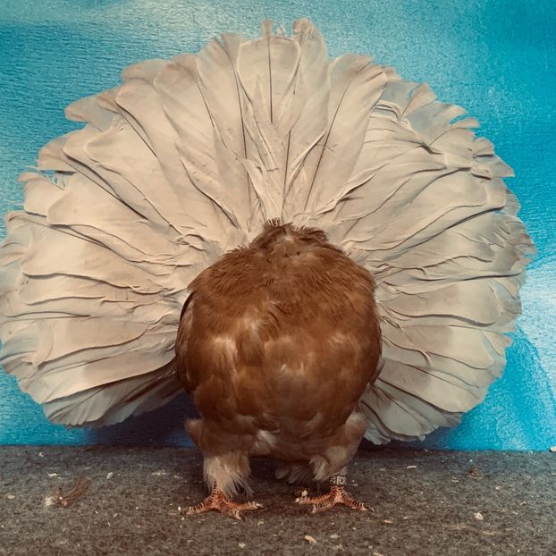 FCEB5B63-9868-471D-816D-B5252BC18474 - Voltati disponibili