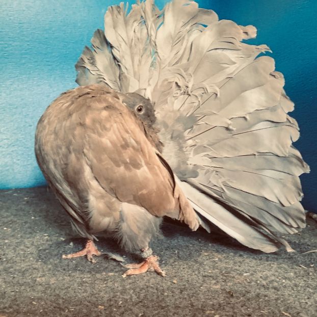 4D47F44B-73D5-4C15-AFE7-7C81F1161915 - Voltati disponibili