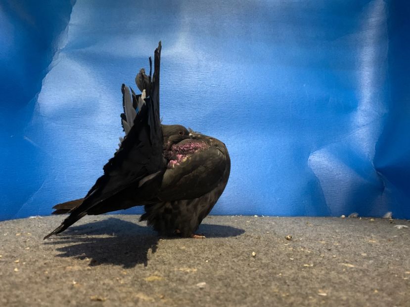 27F7A1F6-CAB6-4C20-93F7-7E4B68E6F061 - Voltati disponibili