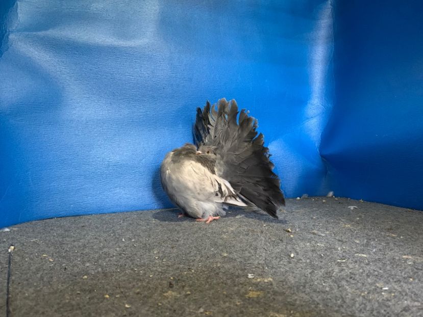 D614564A-2C91-4F30-9A2C-CFDCC5865F0E - Voltati disponibili