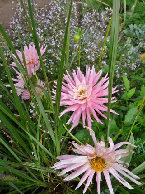  - 2020 - 03 - Toamna