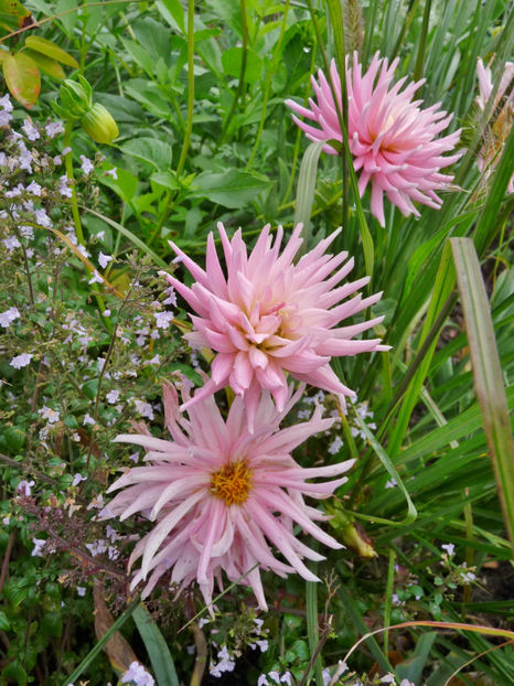  - 2020 - 03 - Toamna