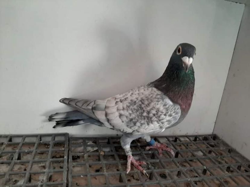  - NU AMI APARTIN 2020