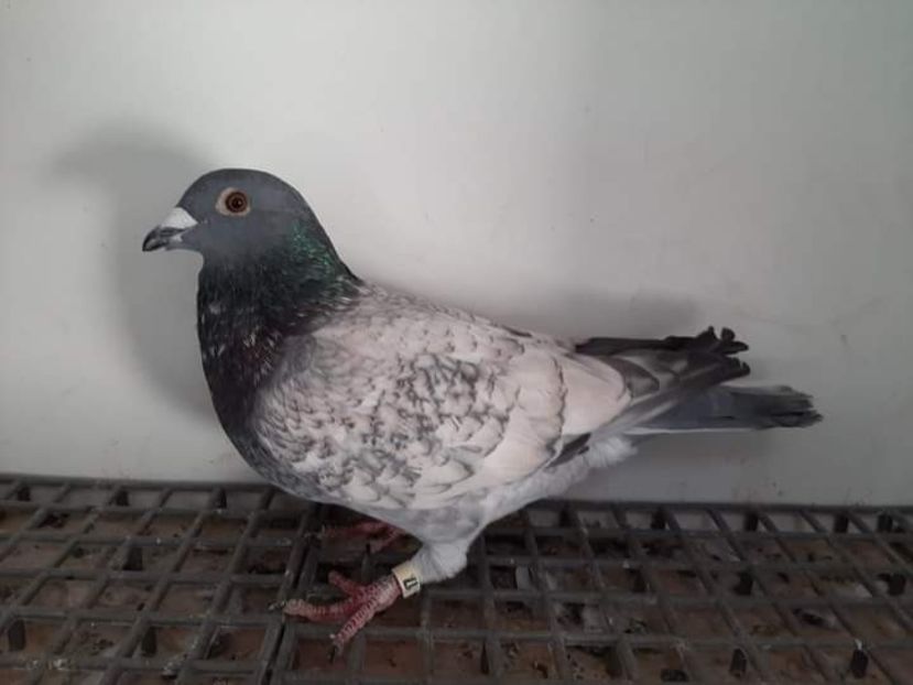  - NU AMI APARTIN 2020