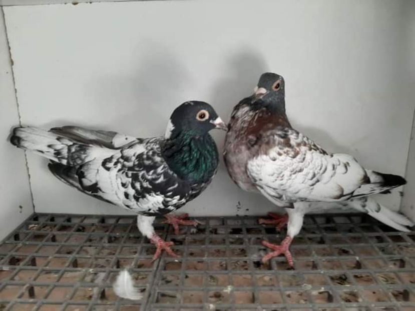  - NU AMI APARTIN 2020