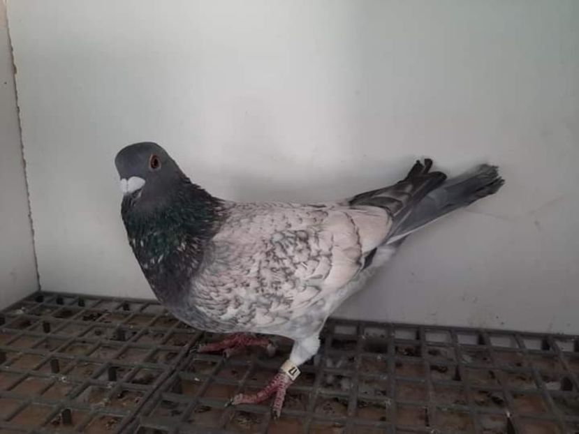  - NU AMI APARTIN 2020