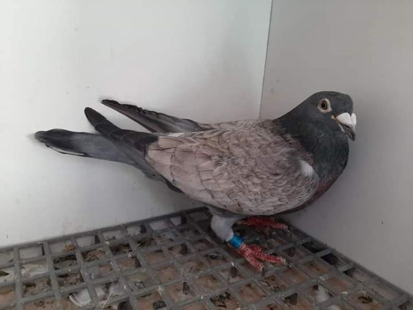  - NU AMI APARTIN 2020