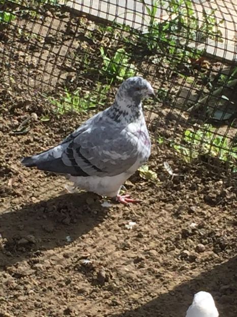 121577675_348003169983871_4885865664486282626_n (1) - Porumbei 2020