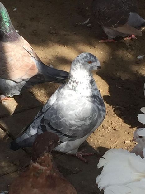 122008304_341371976954995_4895613921121814224_n (1) - Porumbei 2020