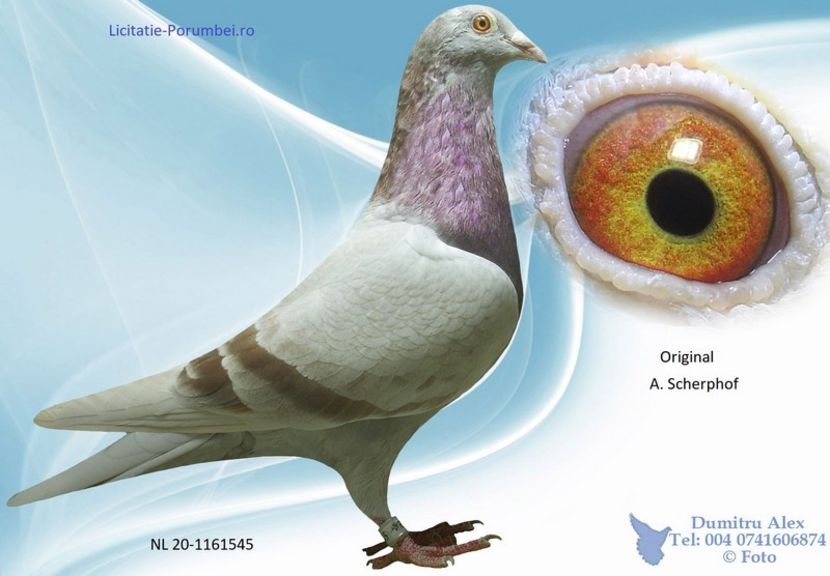  - Porumbei super top 2020 achizitii