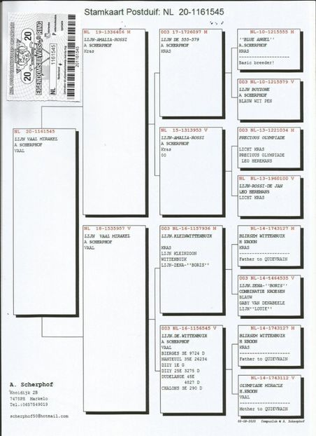 545ped - Porumbei super top 2020 achizitii