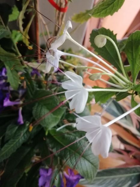  - Clerodendron Macrosiphon Do-Re-Mi plant