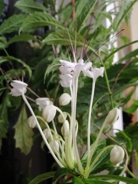  - Clerodendron Macrosiphon Do-Re-Mi plant