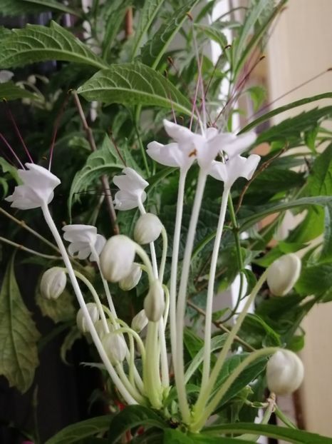  - Clerodendron Macrosiphon Do-Re-Mi plant