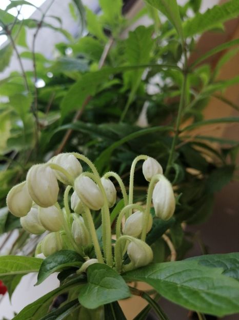  - Clerodendron Macrosiphon Do-Re-Mi plant