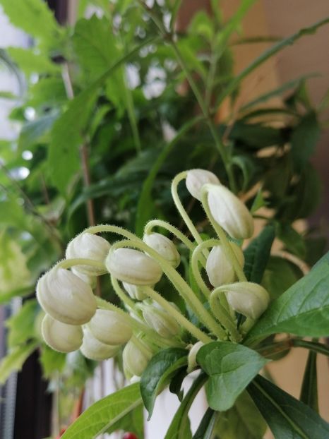  - Clerodendron Macrosiphon Do-Re-Mi plant