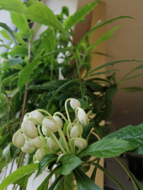  - Clerodendron Macrosiphon Do-Re-Mi plant