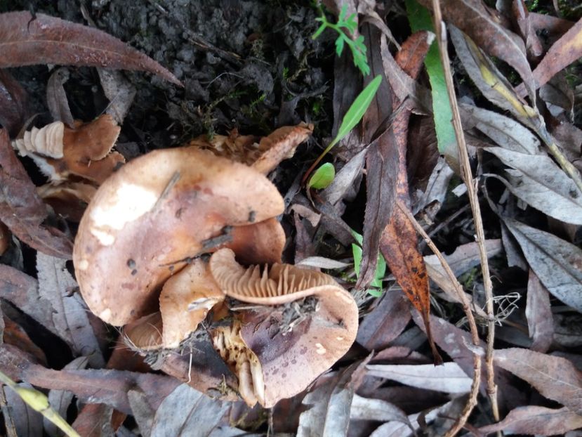  - la cules de ciuperci