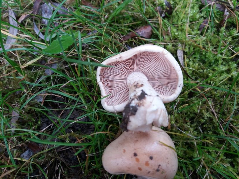  - la cules de ciuperci