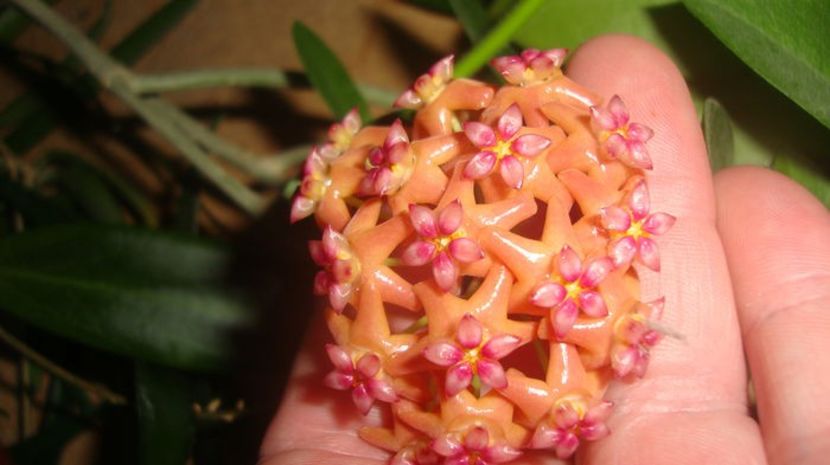 benguentensis - Benguentensis