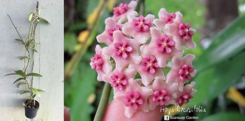 Diversifolia 1 - Diversifolia