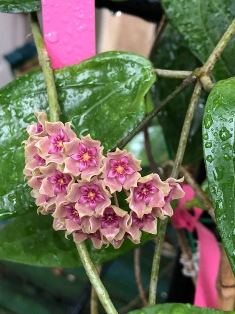 Flores Island UT-39 - Flores Island UT-39