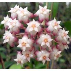 Juannguaiana - Juannguaiana 80