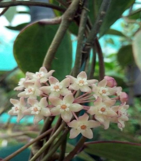 Macrophylla variegata 1 - Macrophylla variegata 45