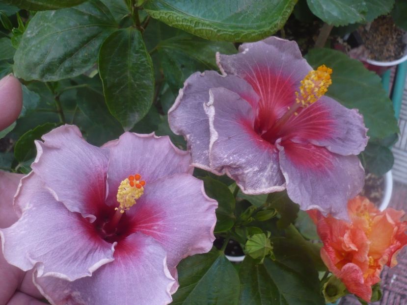 17.10.2020 - HIBISCUSI 2020-5