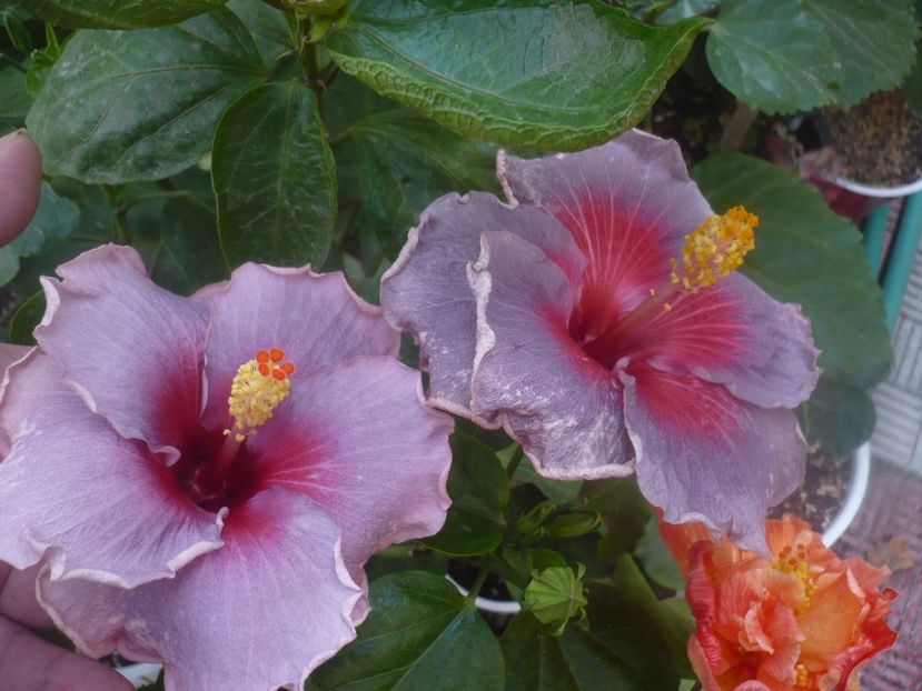 P1470035 - HIBISCUSI 2020-5