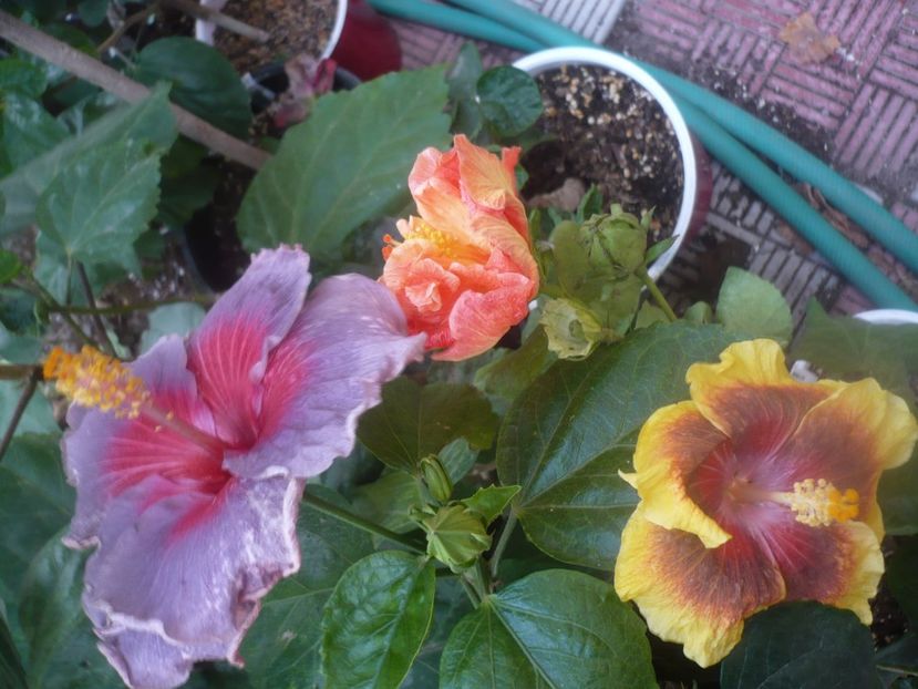 P1470038 - HIBISCUSI 2020-5