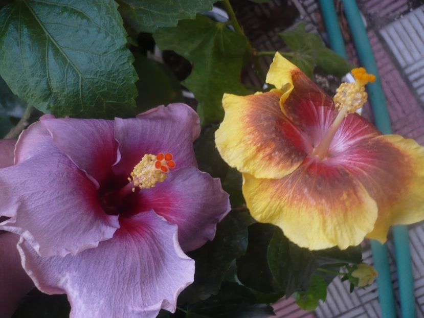 P1470039 - HIBISCUSI 2020-5