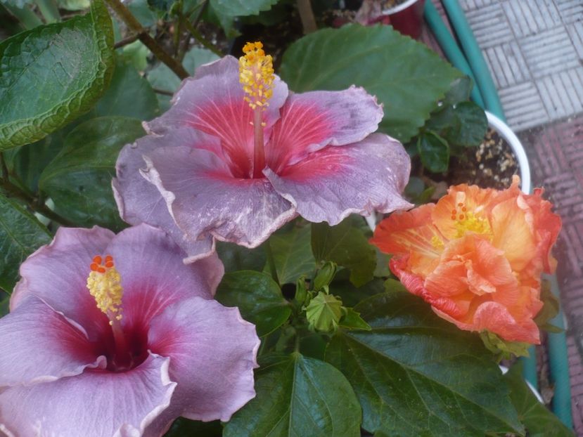 P1470041 - HIBISCUSI 2020-5