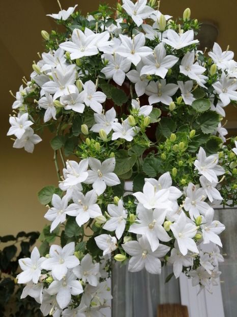  - Campanula