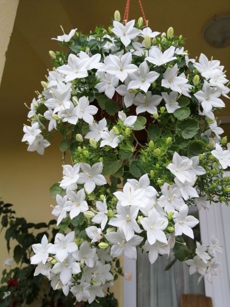  - Campanula