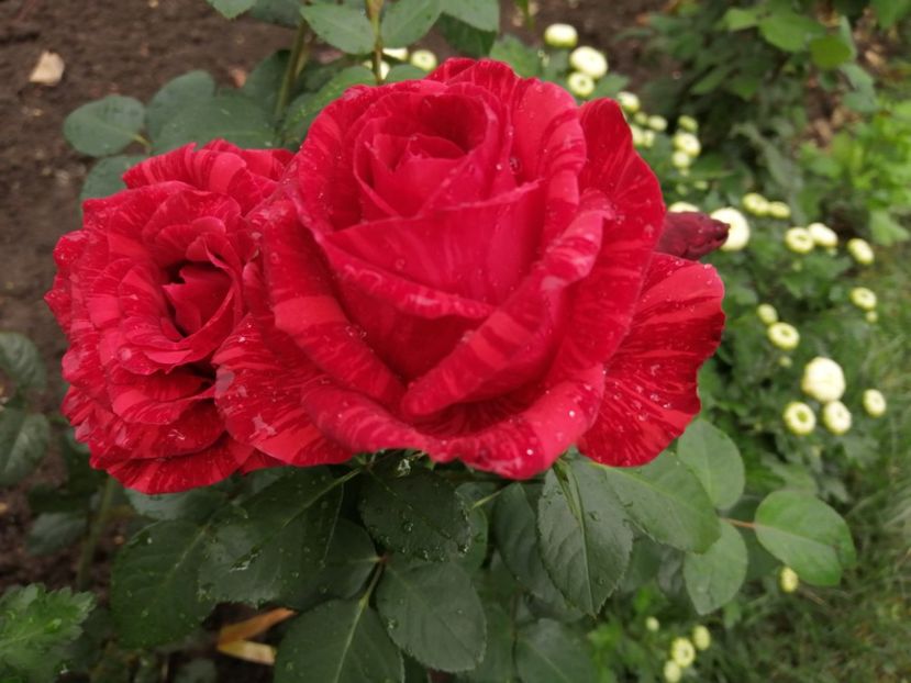  - Trandafiri 2020_2022 2023