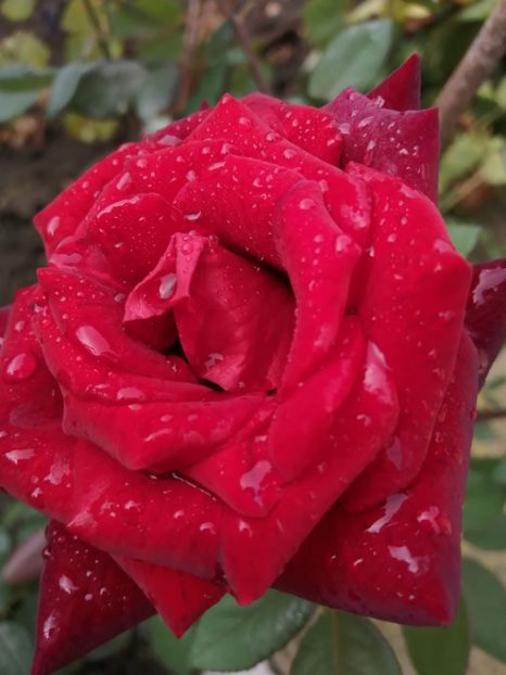  - Trandafiri 2020_2022 2023