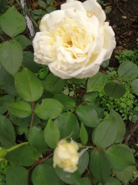  - Trandafiri 2020_2022 2023