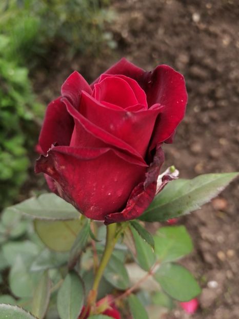  - Trandafiri 2020_2022 2023