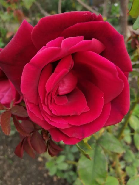  - Trandafiri 2020_2022 2023