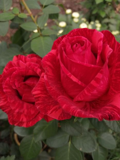  - Trandafiri 2020_2022 2023