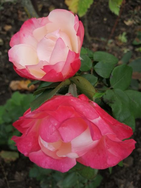  - Trandafiri 2020_2022 2023