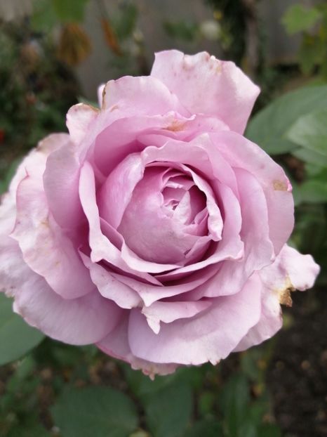  - Trandafiri 2020_2022 2023